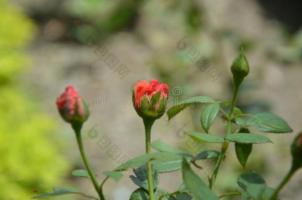 一玫瑰花瓣向是鲜花盛开