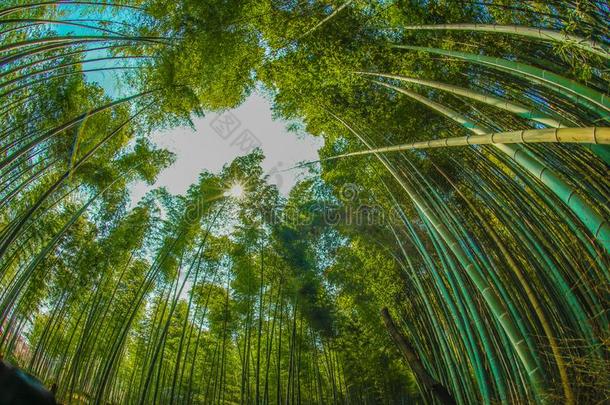 京都阿拉山山竹子森林