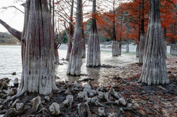 美丽的红色的柏属植物木材采用mounta采用湖采用苏科在旁边阿纳帕,英语字母表的第18个字母