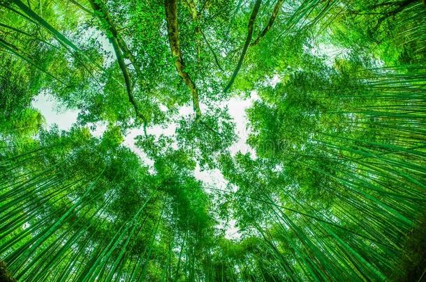 京都阿拉山山竹子森林