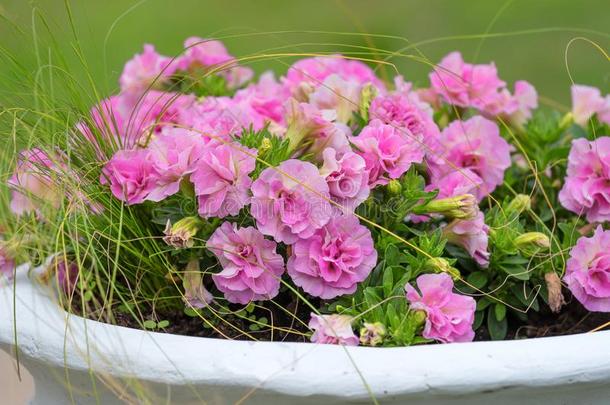 粉红色的矮牵牛花采用一花盆