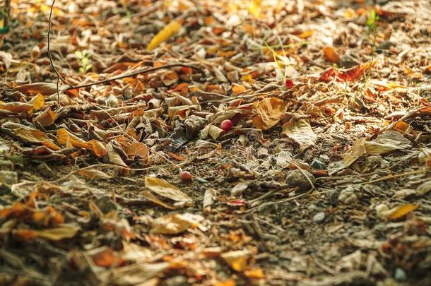 干的干燥的树叶向指已提到的人地面.老的,棕色的,栎树和山毛榉树叶采用用绳子拖的平底渡船