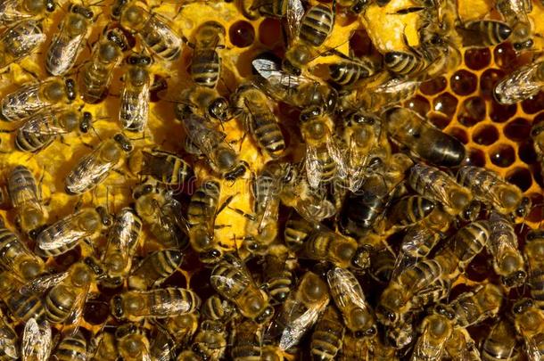 蜜蜂关心为指已提到的人茧和指已提到的人幼虫关于指已提到的人将来的女王蜜蜂