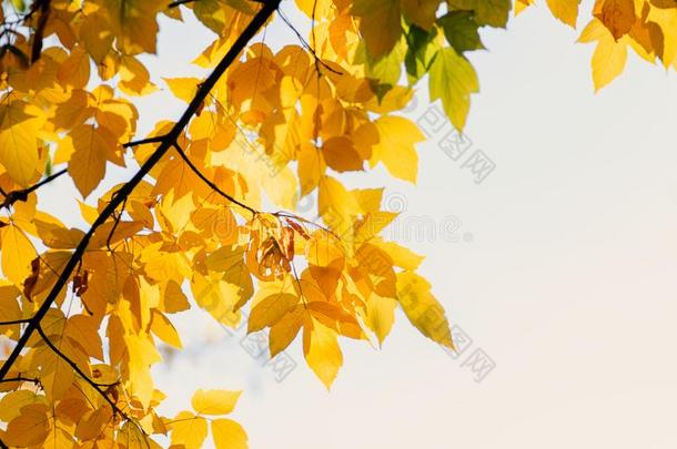 新鲜的黄色的落下树植物的叶子向焦外成像背景和发火花