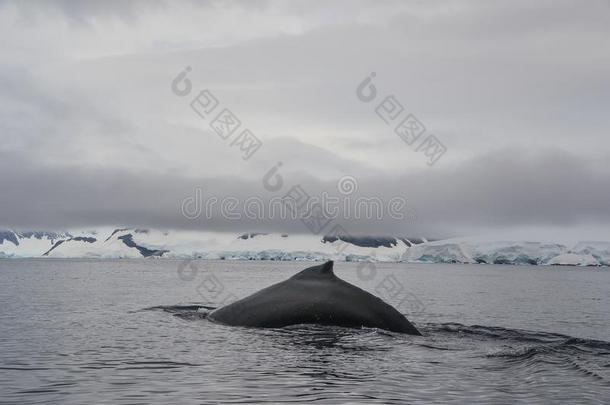 鲸和鱼鳍出局游泳采用<strong>南极</strong>的海域