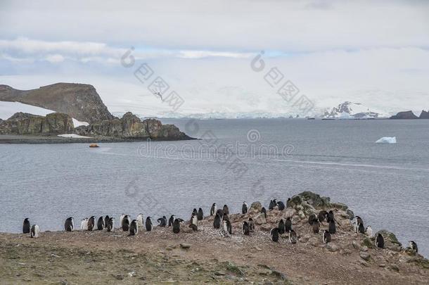 妇女头巾<strong>企鹅</strong>起立向一多岩石的地形采用南极洲