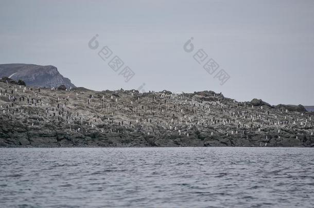 企鹅殖民地静止的向南极的多岩石的海滨线