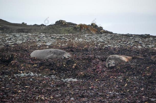 海豹静止的向一南极的岸