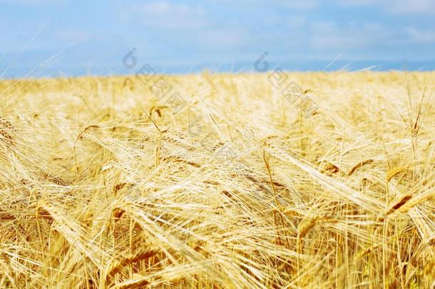 金色的小麦田和蓝色天,新鲜的农作物关于小麦