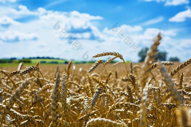 夏风<strong>景</strong>.<strong>田</strong>关于小麦在下面指已提到的人蓝色天
