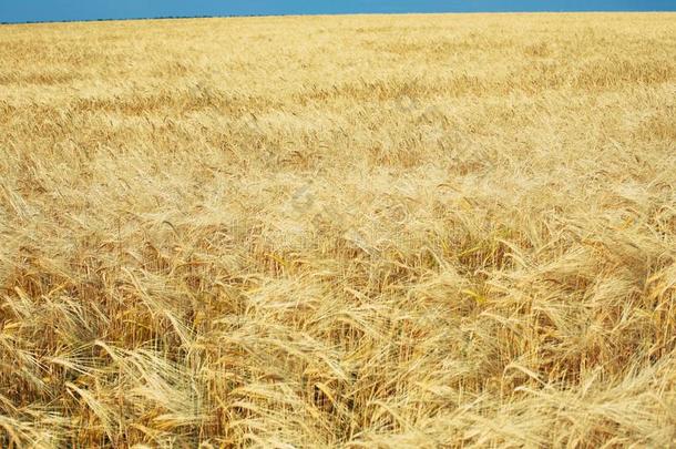 金色的小麦田,新鲜的农作物关于小麦