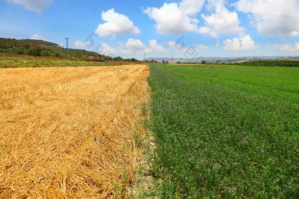 农业的山谷风<strong>景</strong>.<strong>田</strong>关于刈小麦和绿色的int.咄！呸！