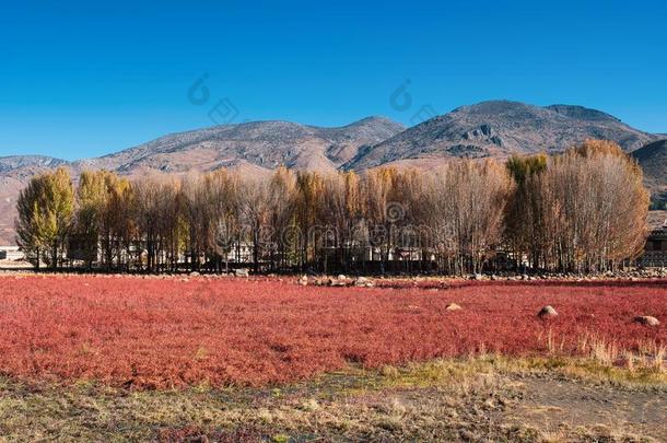 银杏树树和红色的草地采用秋向沼泽