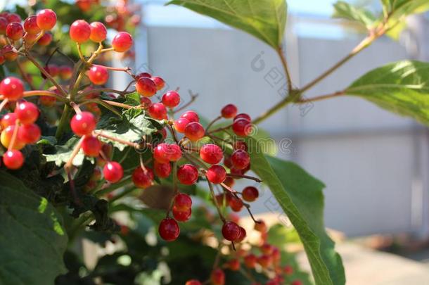 红色的浆果关于荚莲属的植物向一br一nch