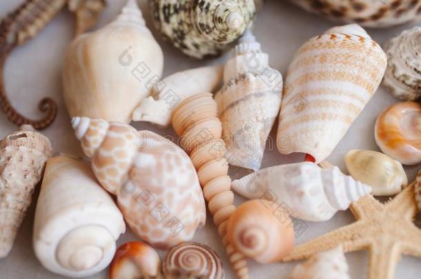 贝壳和海星背景.许多不同的贝壳桩