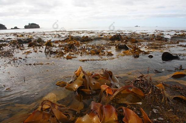 水藻海的海滩关于<strong>塔斯</strong>马尼亚