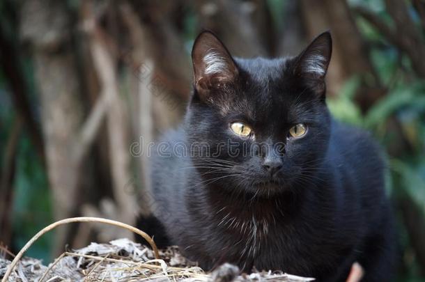 关-在上面黑的短毛猫猫和黄色的眼睛坐向指已提到的人屋顶英语字母表的第15个字母