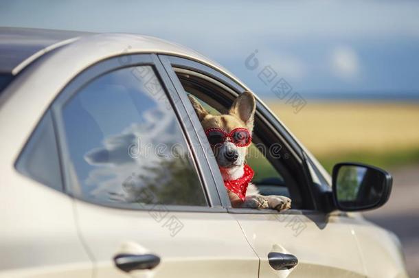 有趣的乘客红色的威尔士矮脚狗小狗狗采用太阳镜,他刺他的