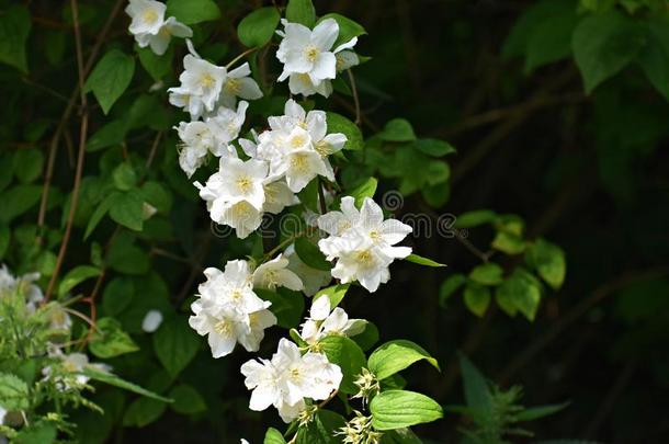 花关于山<strong>梅花冠状动脉</strong>的采用指已提到的人花园.