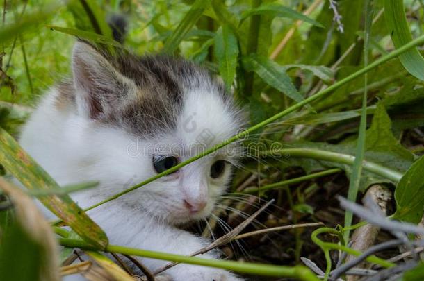 小猫扫描草