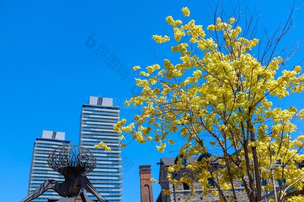 黄色的树采用一满的花采用城镇