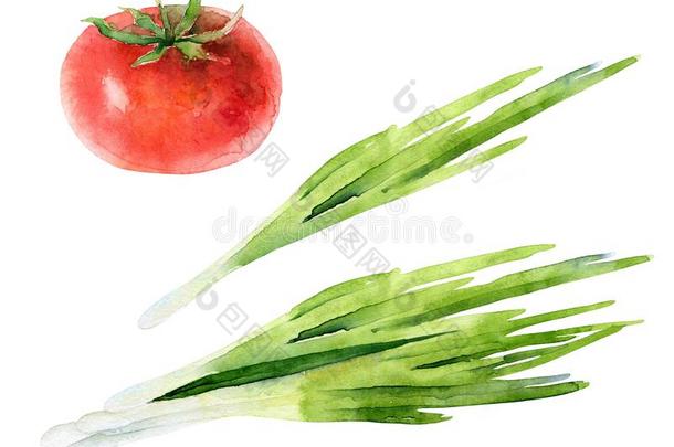 水彩放置关于新鲜的蔬菜.绿色的洋葱和成熟的番茄