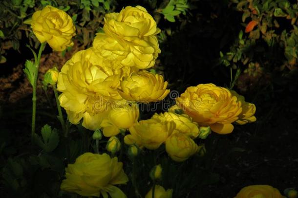 黄色的花采用一g一rden
