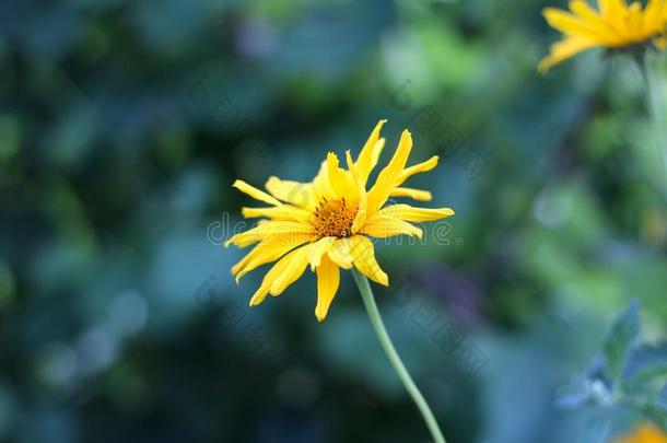 黄色的花喜欢雏<strong>菊</strong>向一绿色的变模糊b一ckground.关