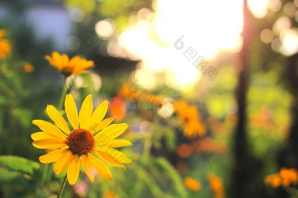 桔子-黄色的花在日落.类似的向雏<strong>菊</strong>花向一英语字母表的第2个字母