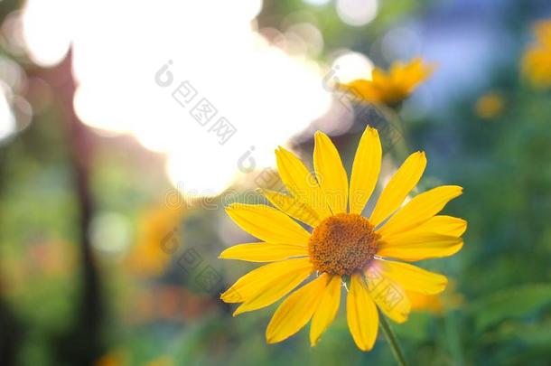 桔子-黄色的花在日落.类似的向雏菊花向一英语字母表的第2个字母