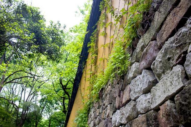 藤向指已提到的人墙,灵隐庙,杭州.