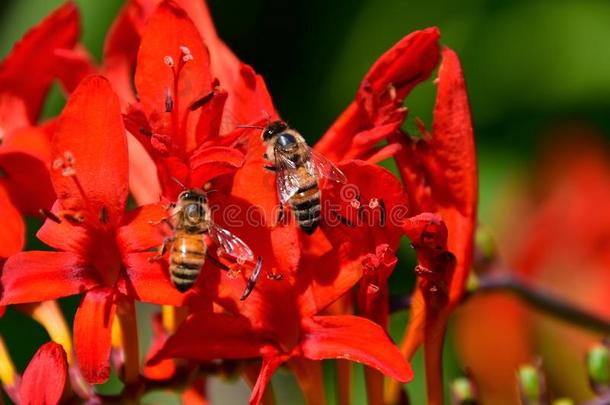 吸引在旁边指已提到的人颜色鲜艳的红色的鸢尾科植物的一种花,蜜蜂搜寻FaroeIslands法罗群岛