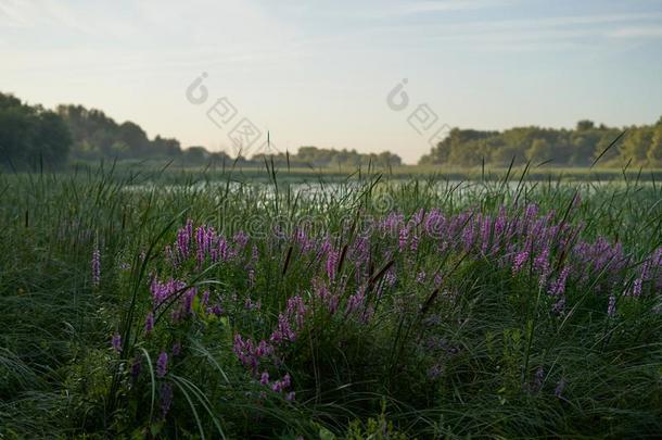 富有色彩的自然风景,极好的夏日出向指已提到的人湖