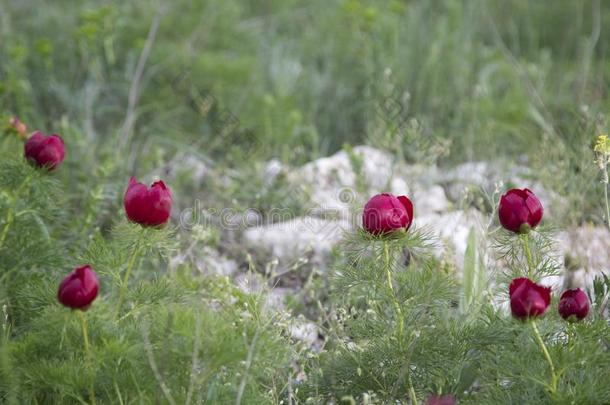 野生的红色的牡丹花采用指已提到的人mounta采用s.芍药属<strong>细叶</strong>藤本植物
