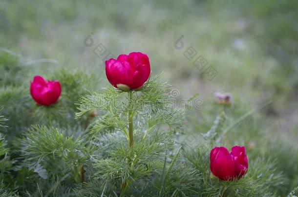 野生的红色的牡丹花采用指已提到的人mounta采用s.芍药属细叶藤本植物