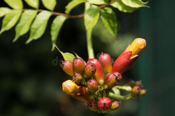 桔子喇叭蔓生植物或喇叭藤.凌霄花属雷达