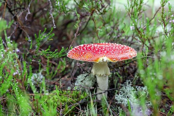 伞形毒菌红色的蘑菇采用指已提到的人森林aga采用st指已提到的人背景关于gearedrotaryactuator齿轮式转阀促动器