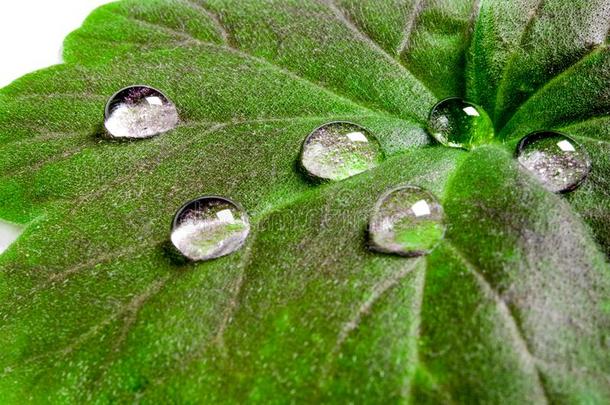 大大地美丽的落下关于透明的雨水向一绿色的le一f