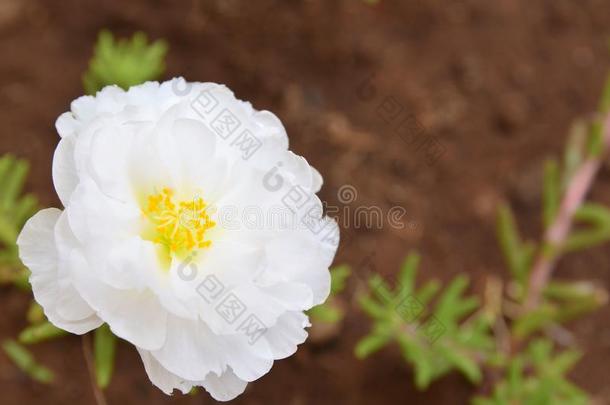 白色的马齿苋属的植物大花蔷薇花采用指已提到的人花园.马齿苋,猩猩