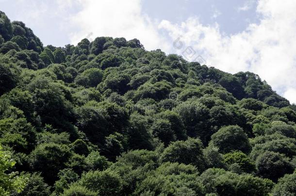 山风景-蓝色天,白色的云,森林,绿色的植物