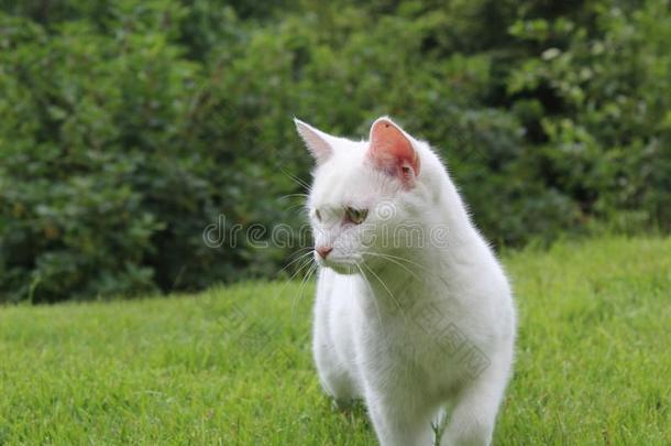 漂亮的白色的猫打猎一大老鼠采用指已提到的人挪威人森林