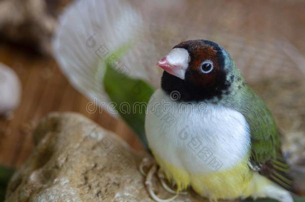 肖像关于一绿色的Gouldi一n雀科小鸟.