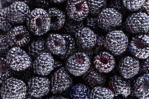 黑莓.新鲜的有机的浆果.背景从新鲜的布莱克