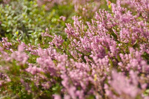 束关于紫色的扑灭石南属植物卡鲁纳寻常的,石南科灌木,鳕鱼公共汽车