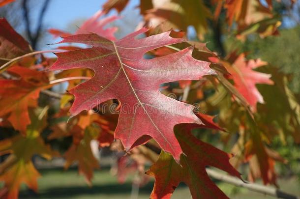 叶子关于红色的栎树采用<strong>十月</strong>