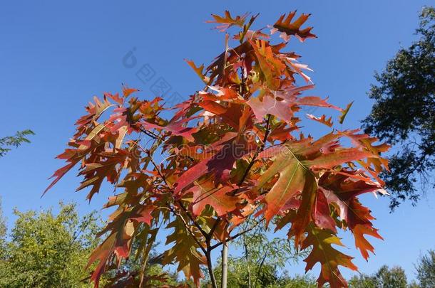 富有色彩的秋的植物的叶子关于北方的红色的栎树反对蓝色天
