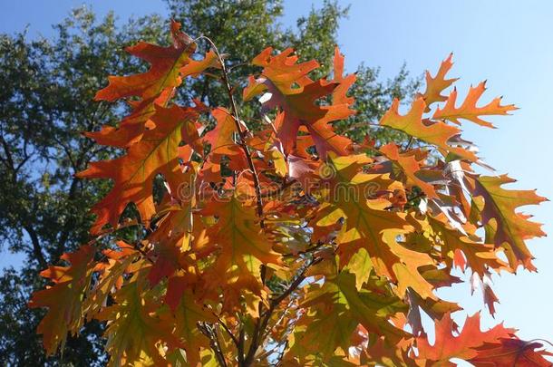多彩的树叶关于北方的红色的栎树采用<strong>十月</strong>