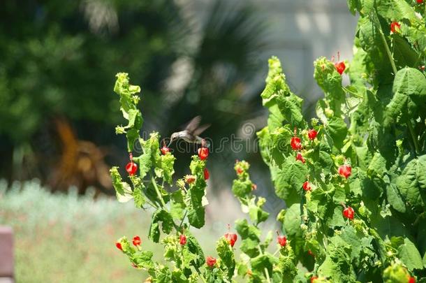 蜂鸟来每日的向指已提到的人水-聪明的花园