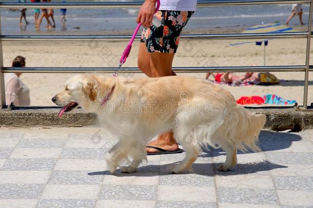 金色的寻猎物犬狗.幸福的狗,金色的寻猎物犬自豪地看台