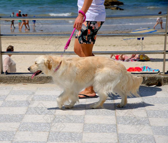 金色的寻猎物犬狗.幸福的狗,金色的寻猎物犬自豪地看台图片